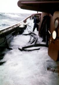 Seefalke im Atlantik 1980 &copy; M.Kr&uuml;ger